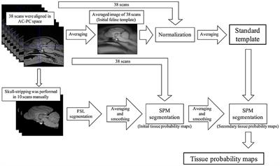 Statistical Structural Analysis of Familial Spontaneous Epileptic Cats Using Voxel-Based Morphometry